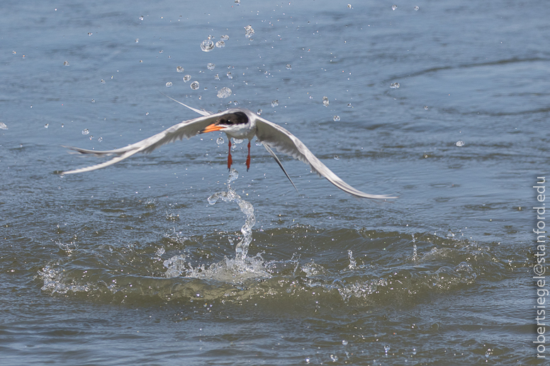 shoreline park